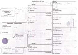 pedigree_angia.jpg