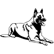 Pastore Belga Malinois 